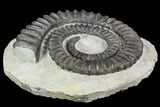 Devonian Ammonite (Anetoceras) - Morocco #110659-1